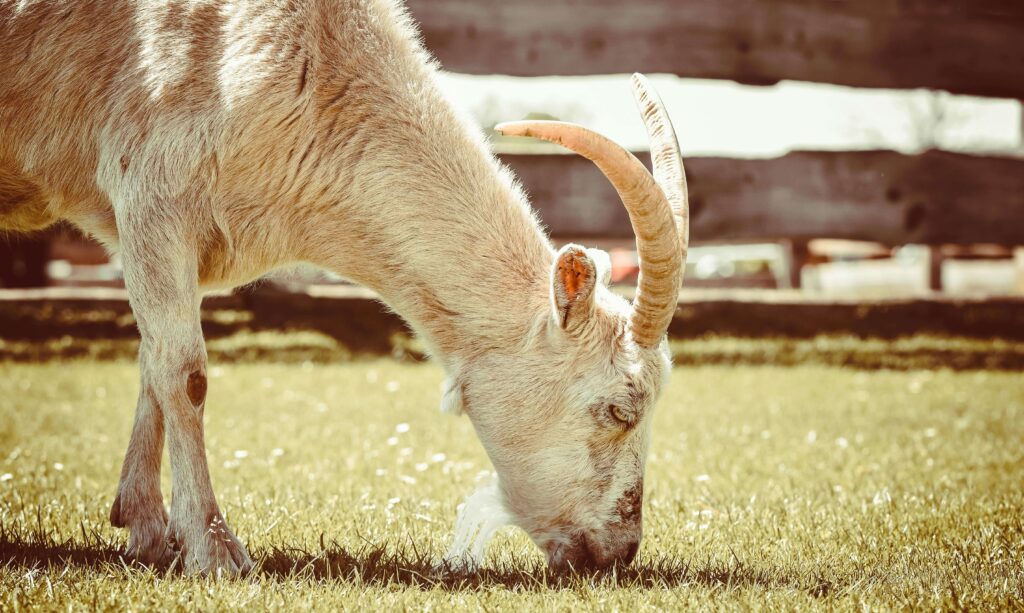 A goat grazing on short grass in golden hour lighting