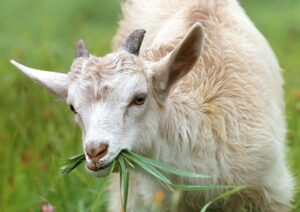 Goat with grass coming out of mouth while eating
